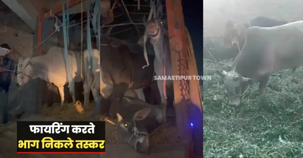 समस्तीपुर में बजरंग दल के सदस्यों ने तस्करी के लिए ले जाये जा रहे मवेशी लदे ट्रक को पकड़ा, फायरिंग करते भाग निकले तस्कर ! 1 20250211 104614