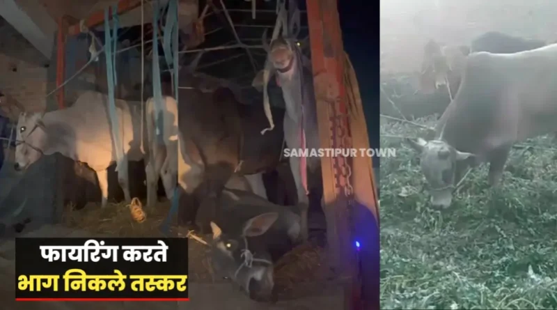 समस्तीपुर में बजरंग दल के सदस्यों ने तस्करी के लिए ले जाये जा रहे मवेशी लदे ट्रक को पकड़ा, फायरिंग करते भाग निकले तस्कर ! 1 20250211 104614