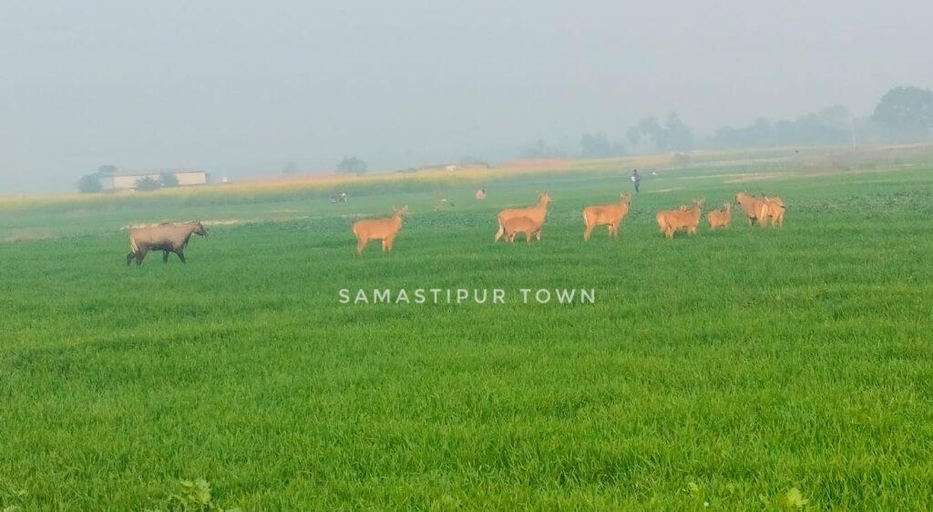 समस्तीपुर जिले में नीलगाय के आतंक से किसानों की खेती पर संकट 1 IMG 20250106 WA0003