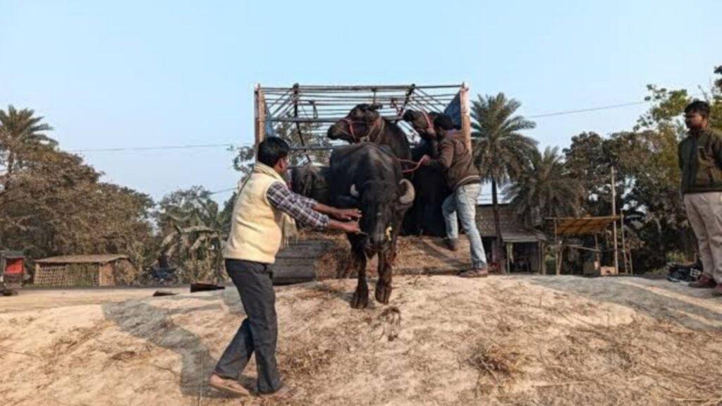 समस्तीपुर में 13 दुधारू पशुओं से लदी ट्रक पकड़ी गयी, तीन तस्करों को किया गिरफ्तार, ले जाया जा रहा था कोलकाता 1 Picsart 25 02 09 11 32 38 406
