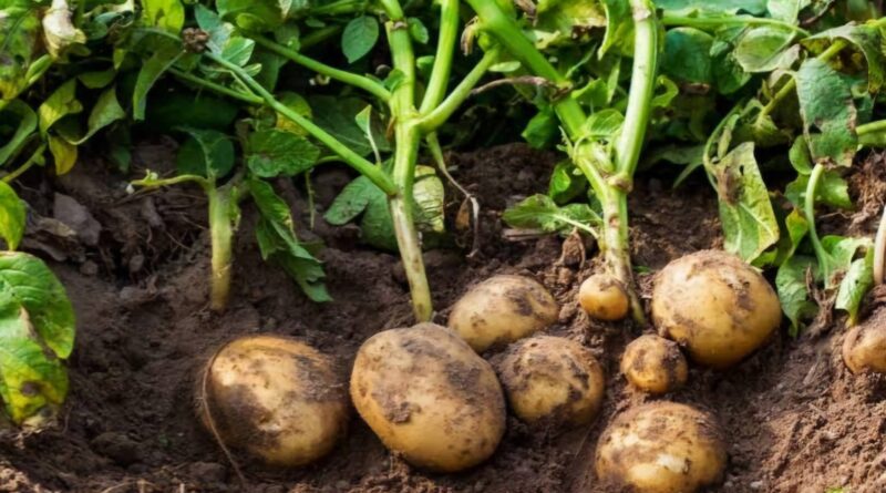 आलू और आम उत्पादन में बिहार पहुंचा तीसरे नंबर पर, इन फलों की खेती में बिहार अव्वल 1 images 36