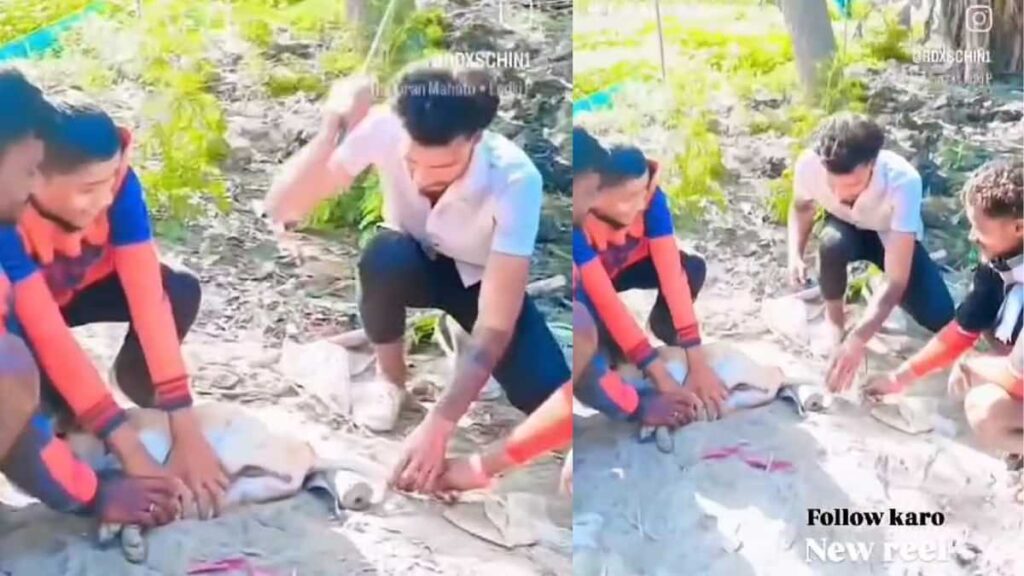बिहार: Reels के चक्कर में काटी कुत्ते की पूंछ, PETA की शिकायत पर FIR दर्ज, बोले SP- होगा एक्शन 1 kathihar