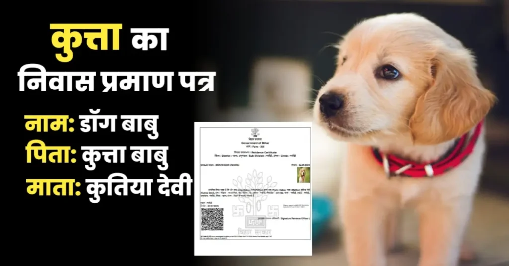 डॉग बाबू, पिता-कुत्ता बाबू; पटना में कुत्ते की तस्वीर वाला आवास प्रमाण पत्र; DM बोले- होगी कार्रवाई 1 20250728 073559
