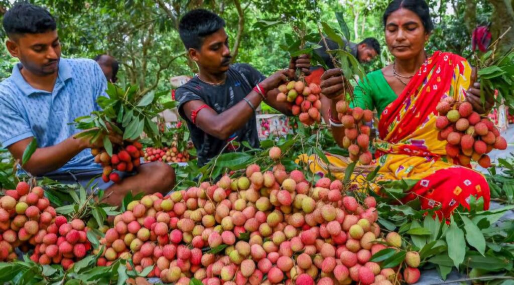 शाही लीची, जर्दालू आम, मखाना; बिहारी प्रॉडक्ट का एक्सपोर्ट होगा आसान, मोदी सरकार ने दी यह व्यवस्था 1 images 4