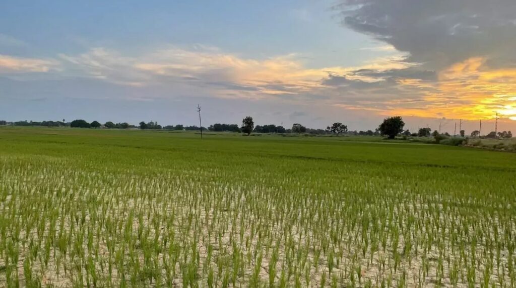 झमाझम आश्वीन की बारिश से फसलों को मिली संजीवनी, मुरझाती हुई फसलों को बारिश ने संभाला तो किसानों की उम्मीदें फिर जाग उठी 1 1500x900 824057 cover image for m dubeys story