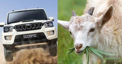 InCollage 20250909 003207761