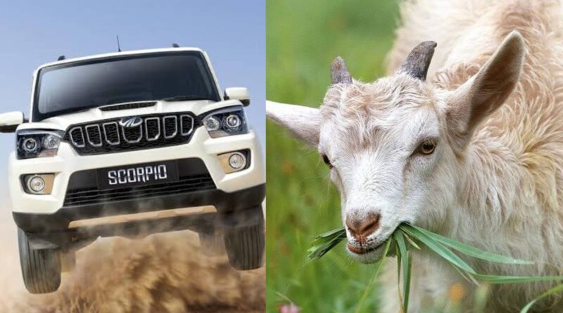 कल्याणपुर में रात के अंधेरे में स्कार्पियो सवार बदमाशों ने चुरायी चार बकरी 1 InCollage 20250909 003207761