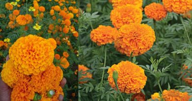 InCollage 20250923 092732256