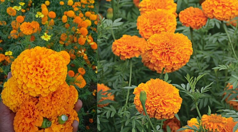 InCollage 20250923 092732256