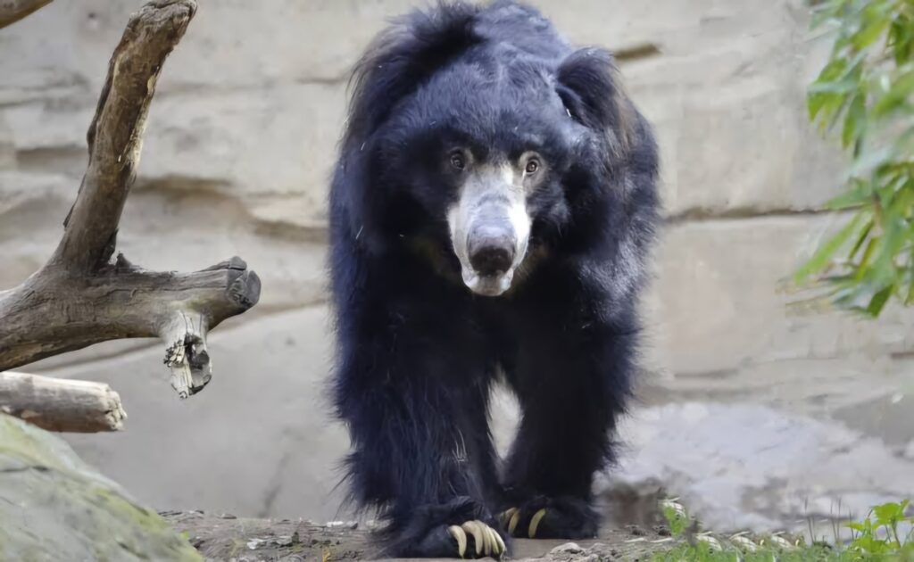 समस्तीपुर से भालू को रेस्क्यू कर ले जाया गया पटना Zoo, अब भालू की संख्या बढ़कर हुई 6 1 images 16