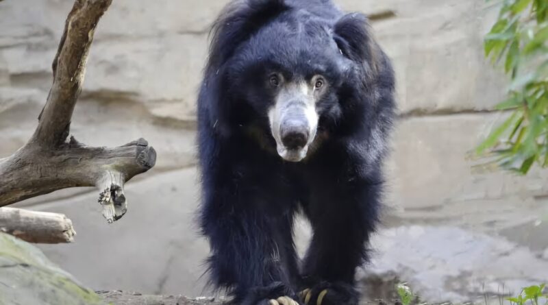 समस्तीपुर से भालू को रेस्क्यू कर ले जाया गया पटना Zoo, अब भालू की संख्या बढ़कर हुई 6 1 images 16