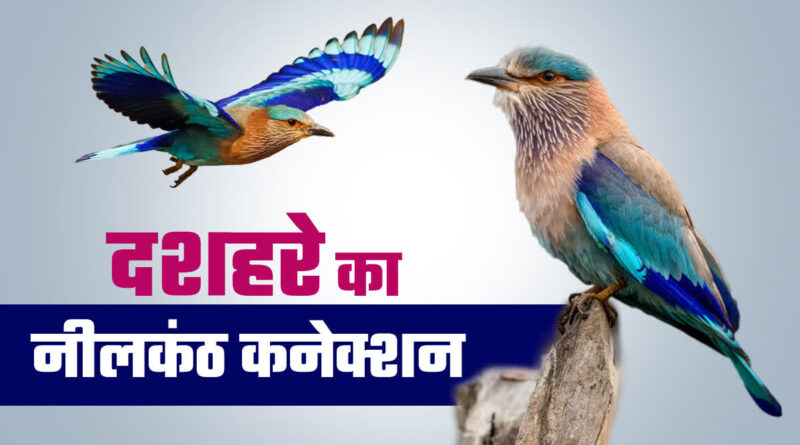 1200 675 22660415 thumbnail 16x9 neelkanth on dussehra