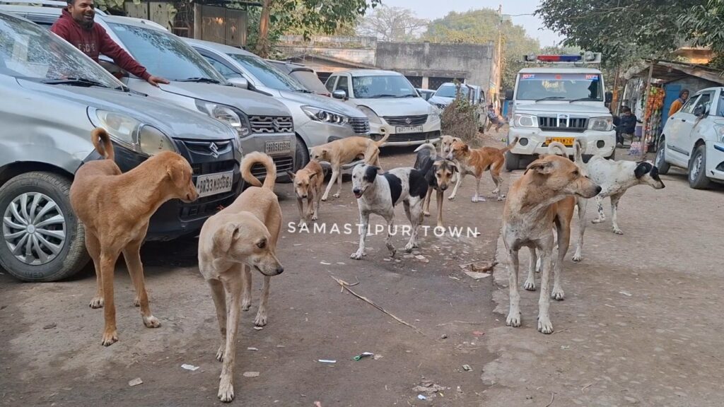 समस्तीपुर में आवारा कुत्तों व पशुओं से लोगों को अब मिलेगी सुरक्षा, मानवीय तरीके से पकड़ कर उनका किया जाएगा नसबंदी व टीकाकरण 1 20251211 150603