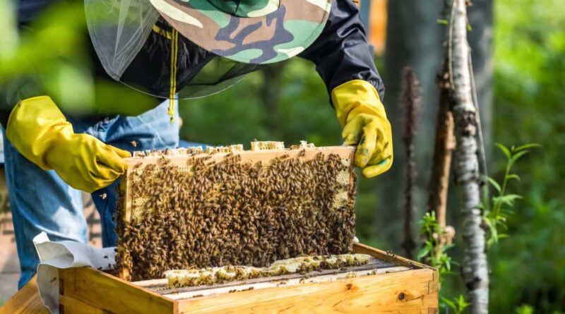 Comprehensive Beekeeping Business Plan2 1