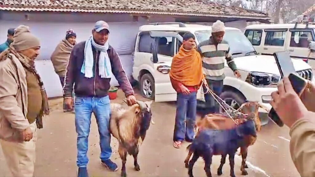 1200 675 25995268 thumbnail 16x9 goat