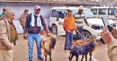 1200 675 25995268 thumbnail 16x9 goat