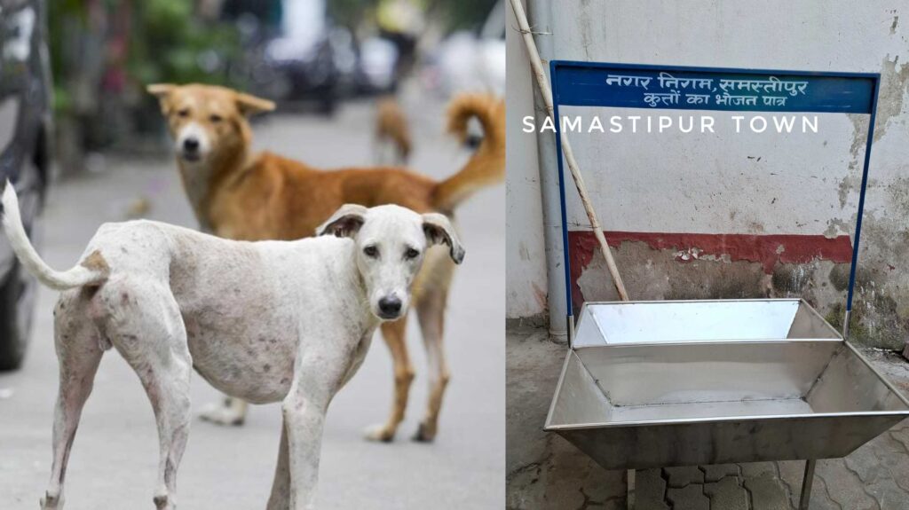 समस्तीपुर नगर निगम की सराहनीय पहल: वार्डों में आवारा कुत्तों के लिए लगाए जा रहे भोजन पात्र 1 InCollage 20260208 113041401