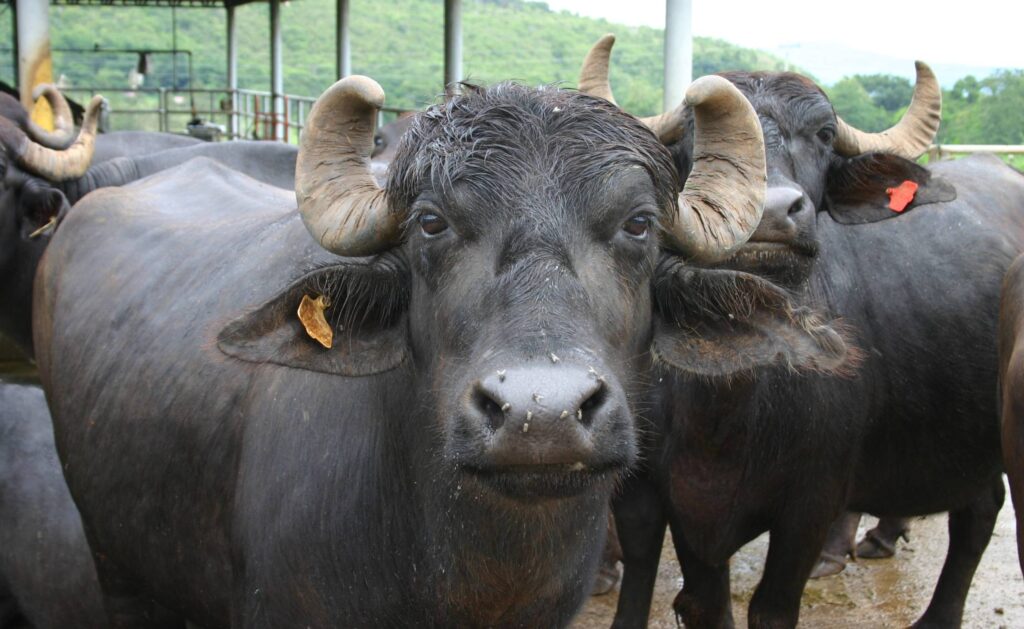 Murrah buffalo 1