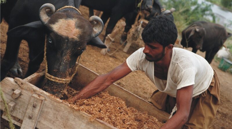 indian dairy farm sector