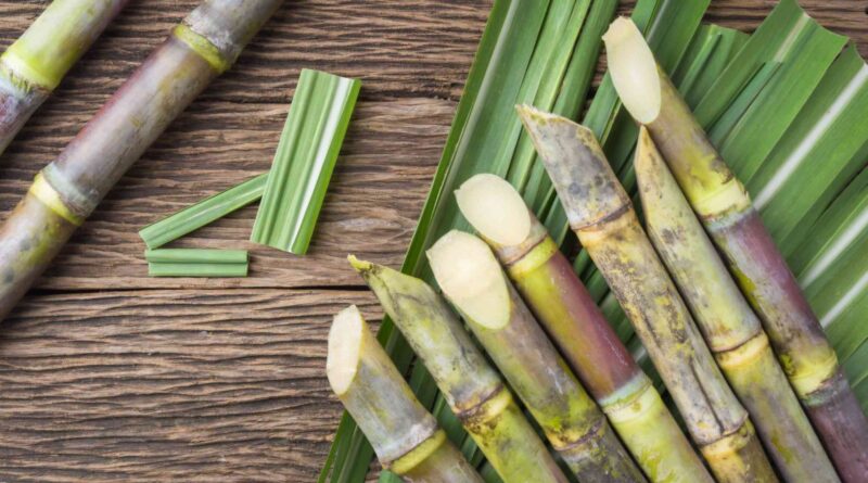 shutterstock 746680384 1024x683 1