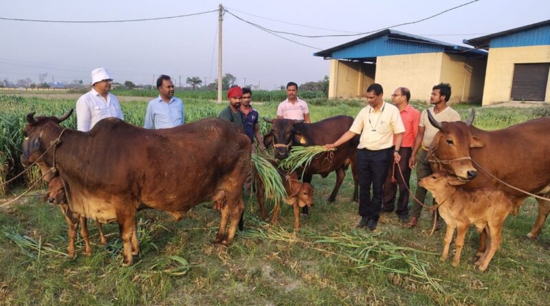 पूर्वी भारत में पहली बार IVF से साहीवाल बछिया जन्मी, समस्तीपुर स्थित पूसा विश्वविद्यालय की बड़ी उपलब्धि 1 IMG 20260327 WA0023