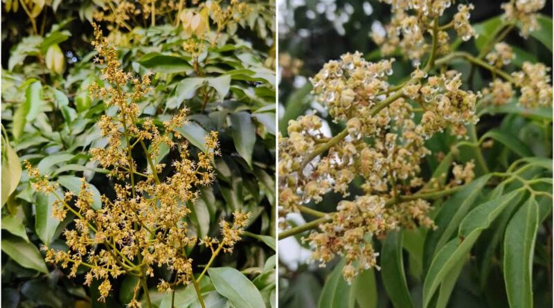 InCollage 20260424 093545608