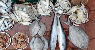 kalmath fish market kankavli sindhudurg fish retailers NQoAax8Omk