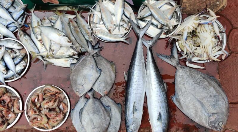 kalmath fish market kankavli sindhudurg fish retailers NQoAax8Omk
