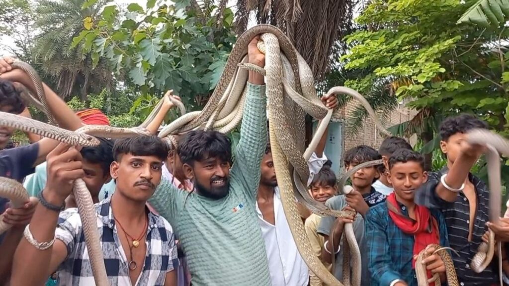 नागपंचमी पर प्रदर्शन के लिए सांपो को पकड़ कर रखने की सूचना पर बीडीओ ने छापेमारी कर सांपो को करवाया मुक्त 1 68768d3e4155a snake fair in samastipur 151744772 16x9 1
