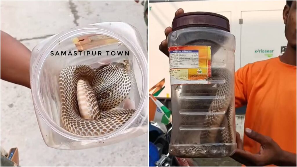 समस्तीपुर : हथेली पर डंसने के बाद भी सांप को नहीं छोड़ा, डिब्बे में बंद कर बाइक से पहुंचा सदर अस्पताल 1 InCollage 20260916 195533797